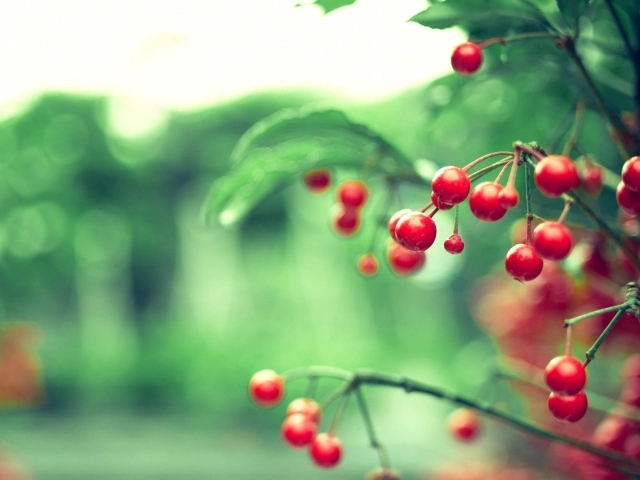 Красные ягоды на дереве