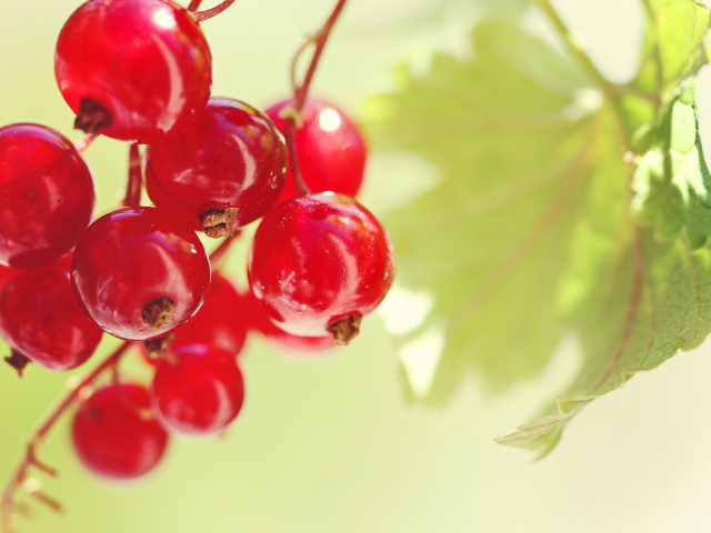 Красная смородина
