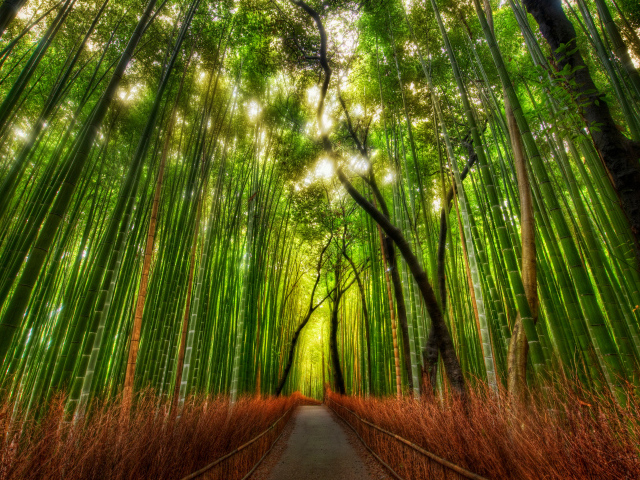 Бамбуковая чаща