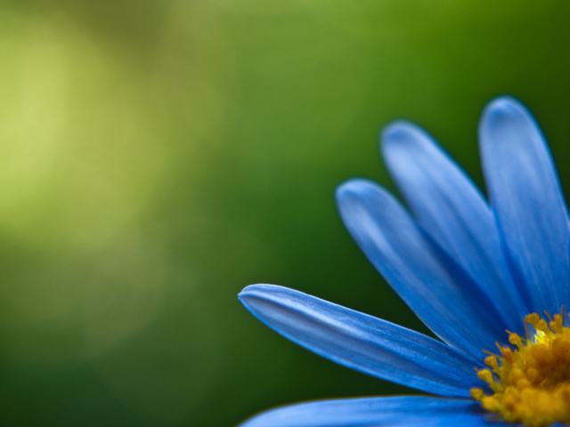 Голубой цветок
