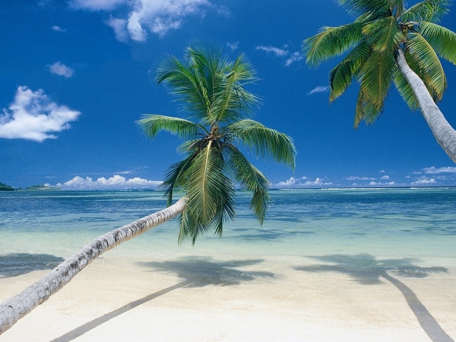 Пальмы на берегу