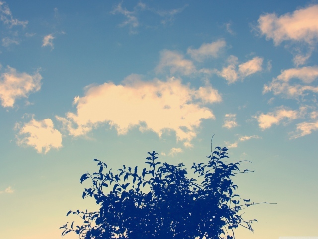 Облака и дерево