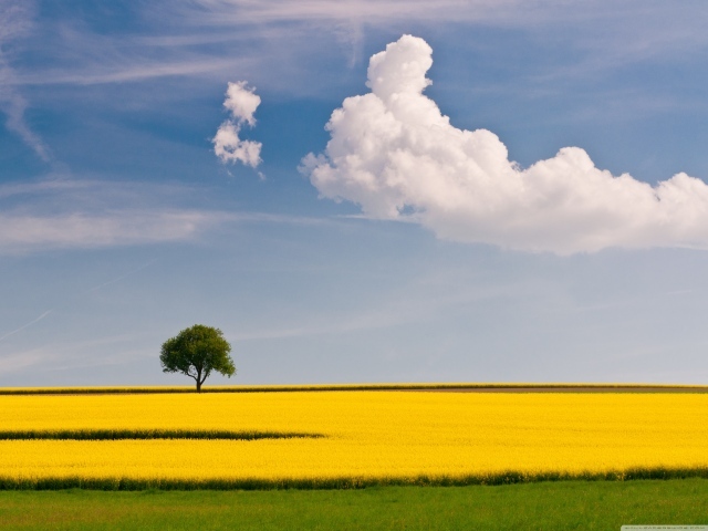 Желтое поле и дерево