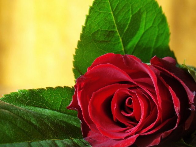 Одинокая роза