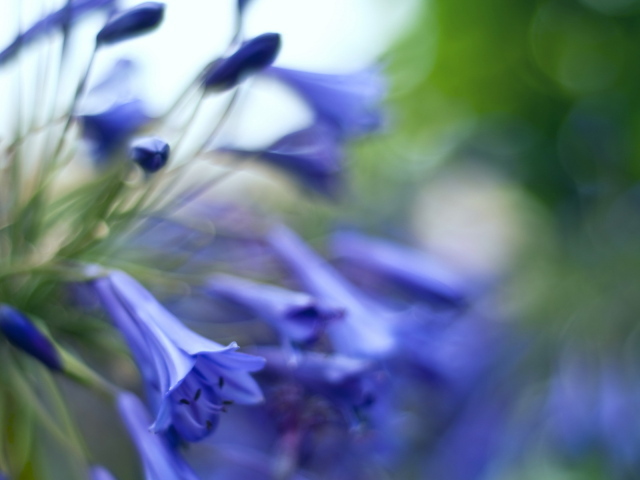 Колокольчики