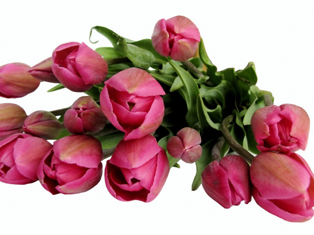 Бордовые тюльпаны