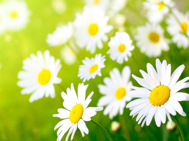 Полевые ромашки