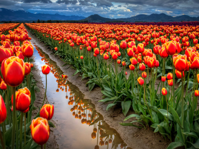 Поле тюльпанов