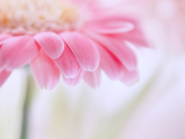 цветок Гербера