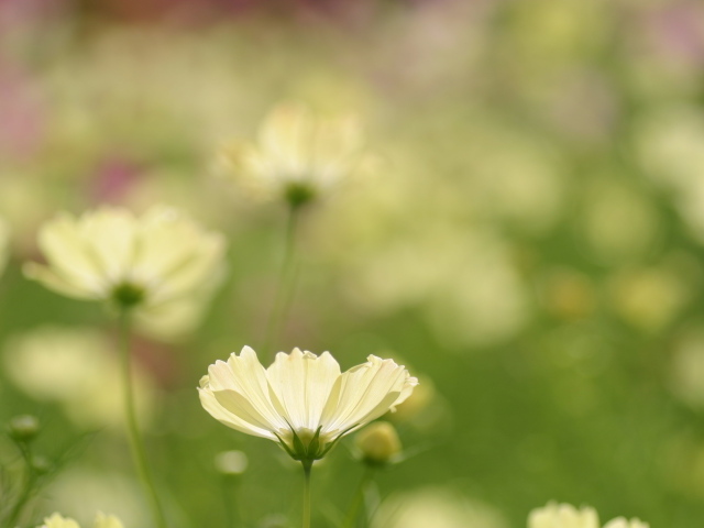 Цветок космея