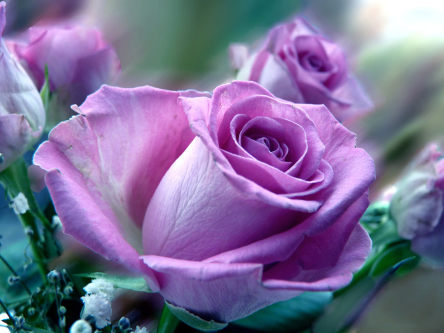 Сиреневая роза