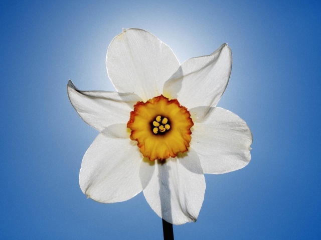 Нарцисс и небо