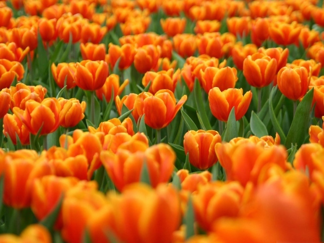 Оранжевые тюльпаны