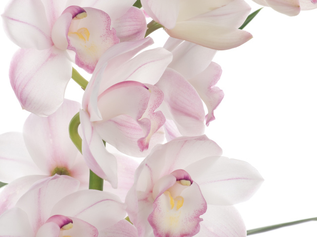 Розовая орхидея