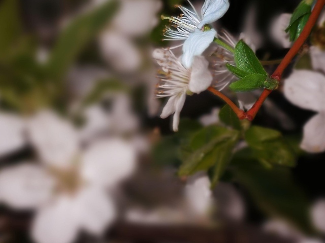Белоснежный цветок 