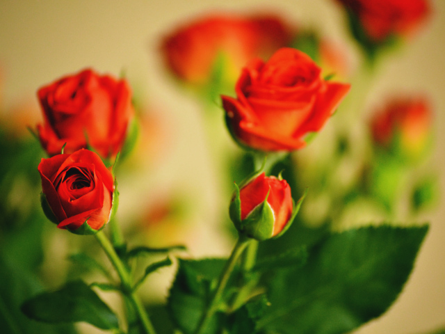 Маленькие розы