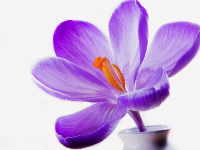 Цветок сирени