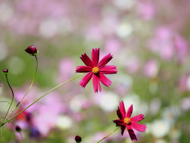 Цветки космеи