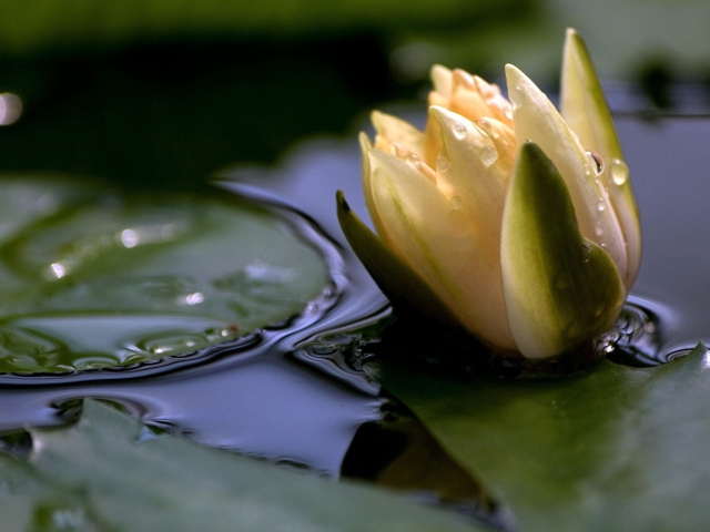 Белая лилия