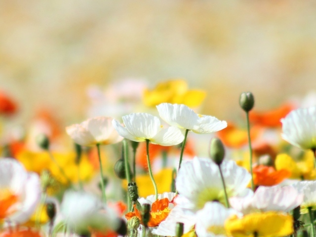 Желтые маки