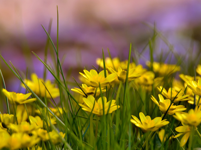 Желтые цветы в траве