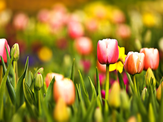 Цветущие тюльпаны