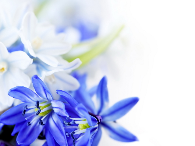 Голубые цветы