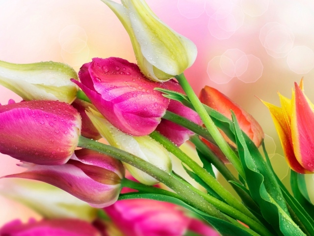 Весенние тюльпаны