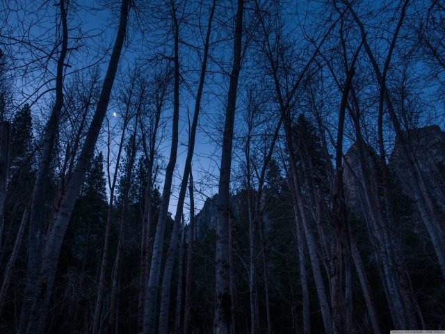 Наступление ночи в лесу