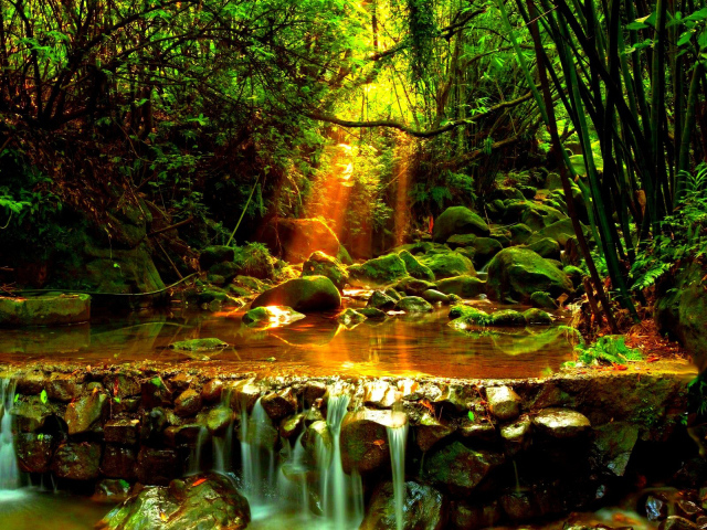 Лесной ручей