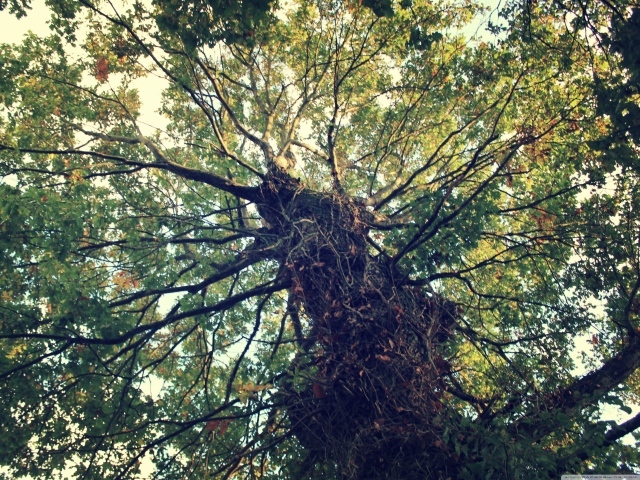 Крепкое дерево