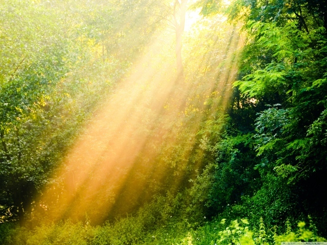Лучи солнца в лесу