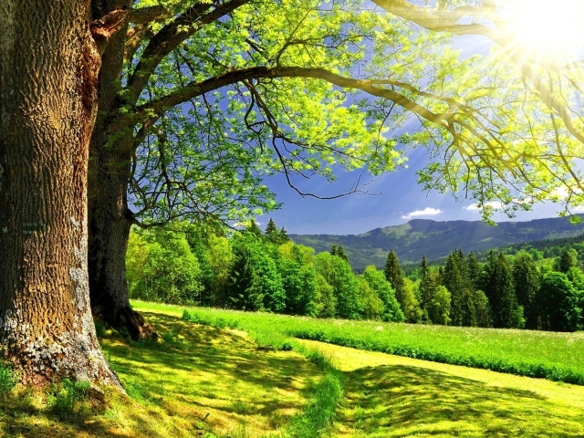 Солнце светит