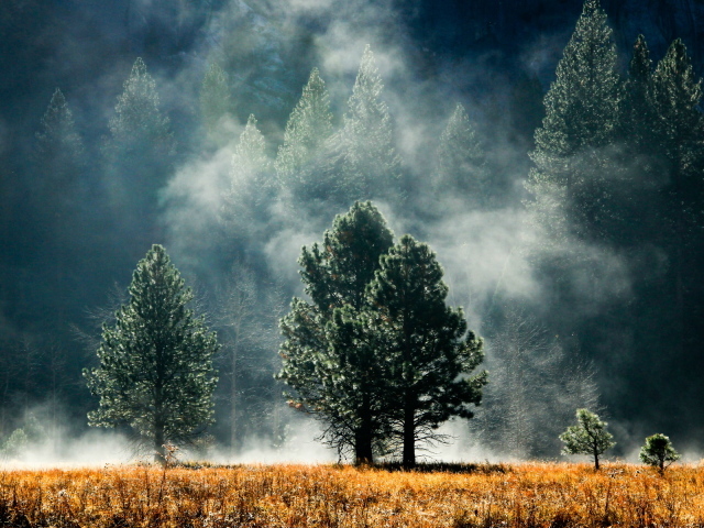 Лес в тумане