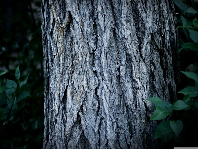 Ствол дерева