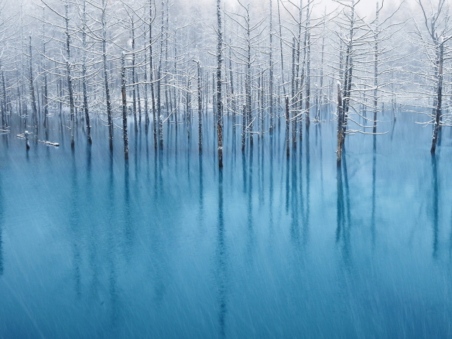 Деревья под снегом