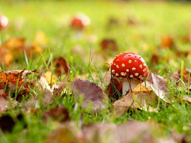 Мухомор на поляне