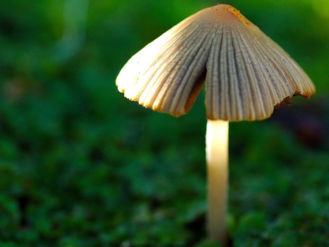 Гриб в лесу