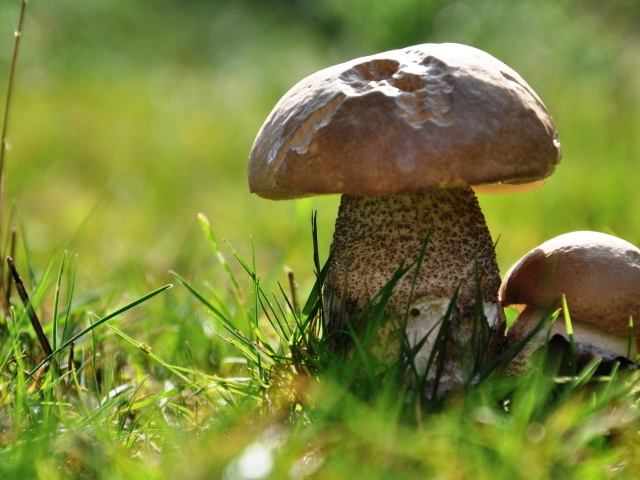 Два подберезовика