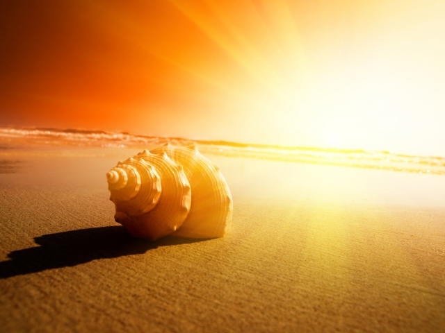 Изумительная раковина