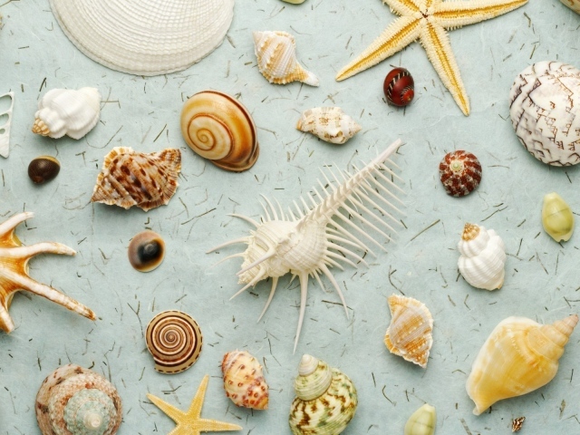 Много ракушек