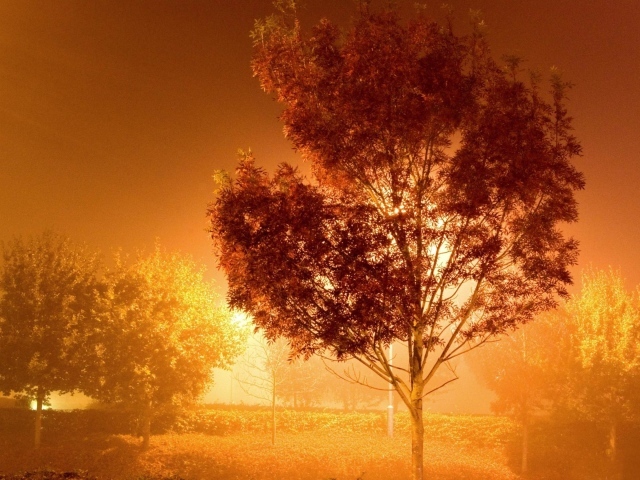 Дерево у фонаря