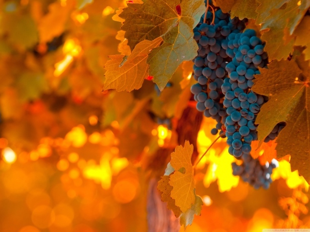 Виноград и листва