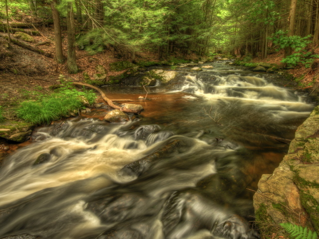 Речка в лесу