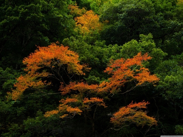 Наступление осени