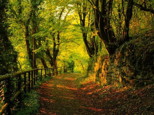 Осенний лесной пейзаж