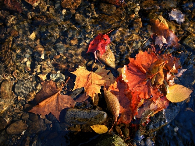 Осенняя лужа