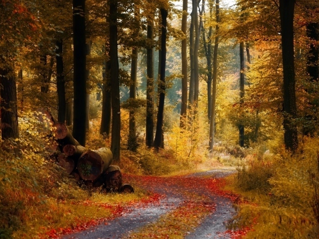 Осенняя дорожка
