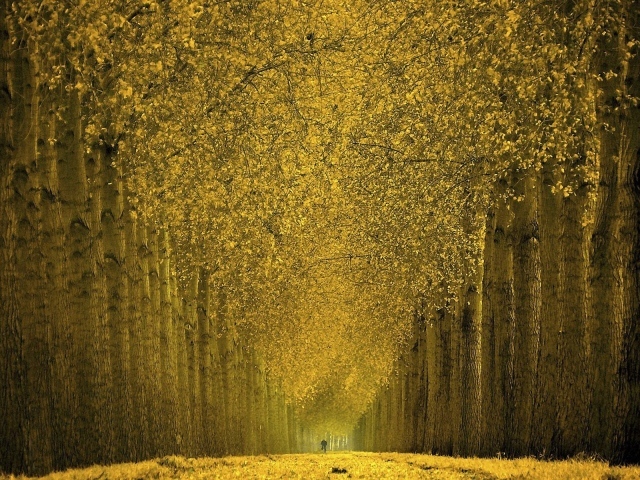 Красивые осенние деревья