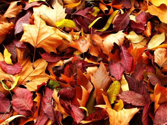 Ковер из листьев